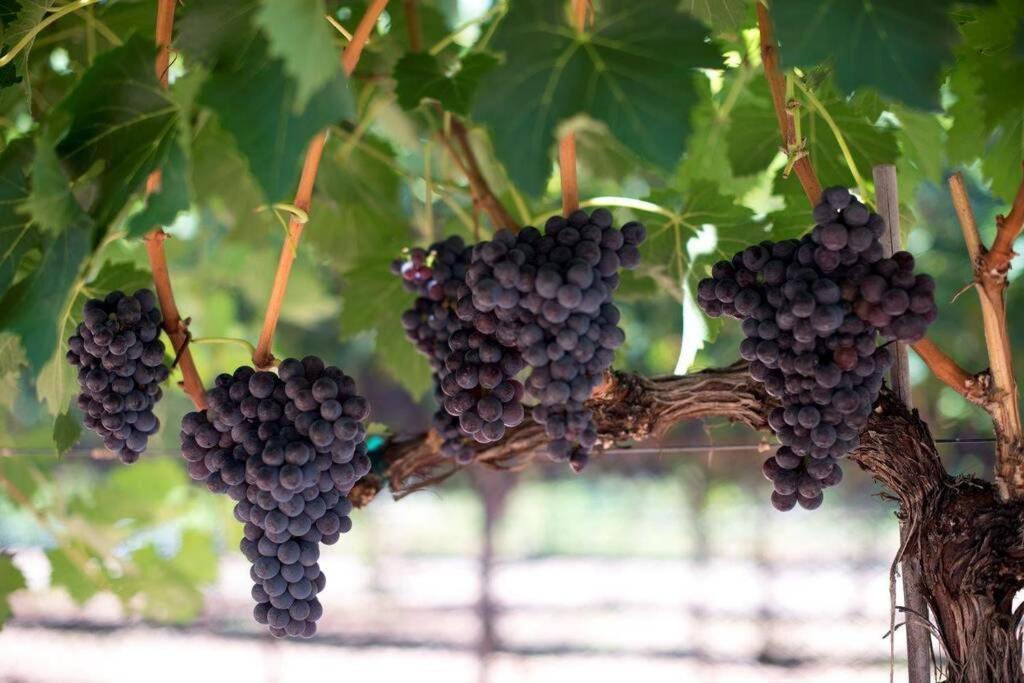 Cabernet Cottage Cottonwood Zewnętrze zdjęcie