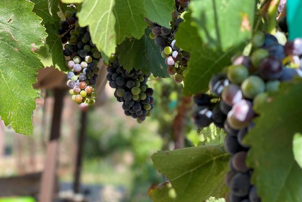 Cabernet Cottage Cottonwood Zewnętrze zdjęcie
