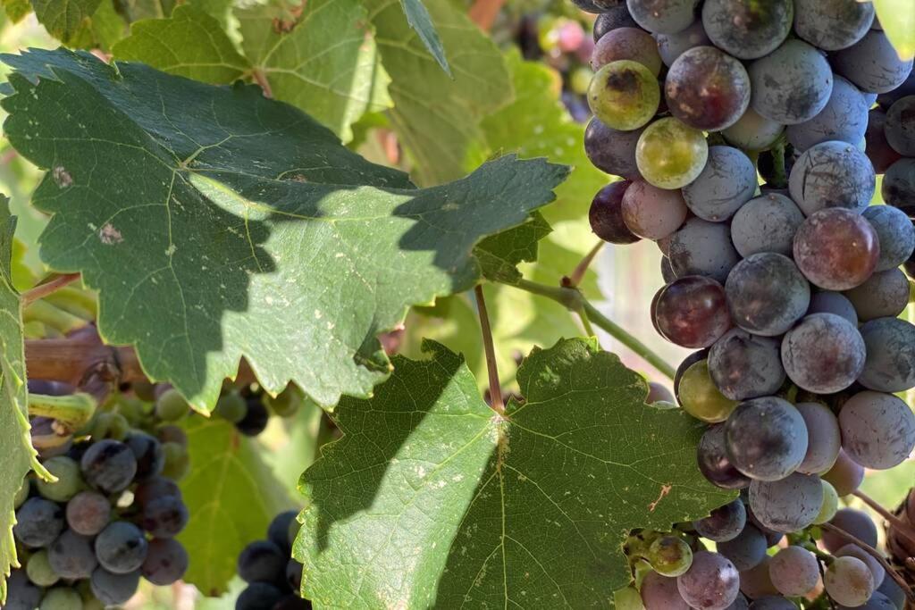 Cabernet Cottage Cottonwood Zewnętrze zdjęcie